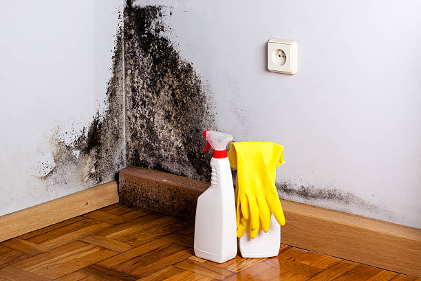 Best Black Mold Removal  in Pembroke Pines, FL